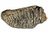 Fantastic, Fossil Woolly Mammoth Upper M Molar - Poland #370341-3